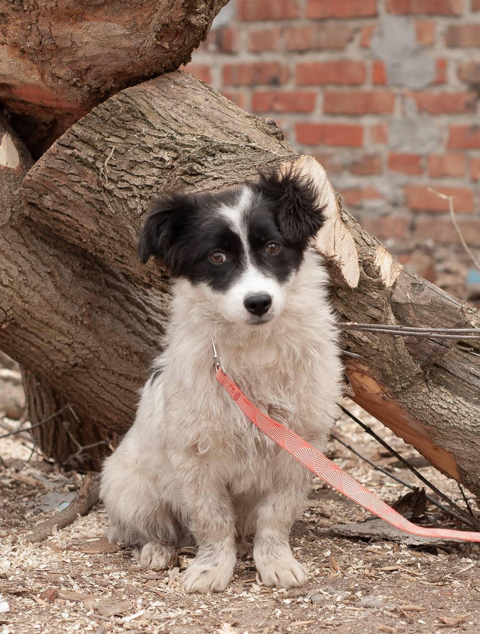 Chiens à adopter